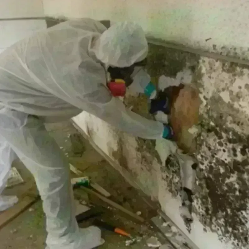 Mold Remediation and Removal in Leith-Hatfield, PA